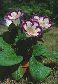 Image result for Sinningia