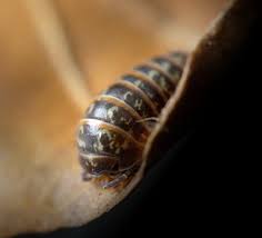 Attēlu rezultāti vaicājumam “Armadillidium pulchellum”
