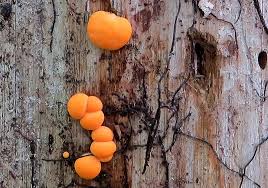 Attēlu rezultāti vaicājumam “Lycogala persicum macro”