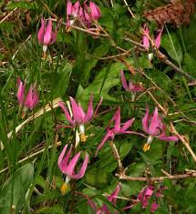 Attēlu rezultāti vaicājumam “Erythronium sibiricum”