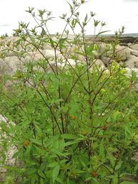 Attēlu rezultāti vaicājumam “Bidens frondosa leaf”