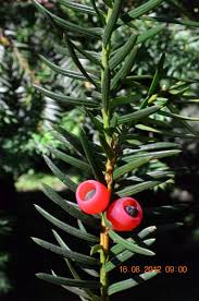 Attēlu rezultāti vaicājumam “Taxus wallichiana”