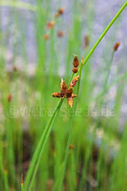 Attēlu rezultāti vaicājumam “Schoenoplectus lacustris subsp. glaucus flower”