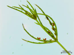 Attēlu rezultāti vaicājumam “Chara aspera”