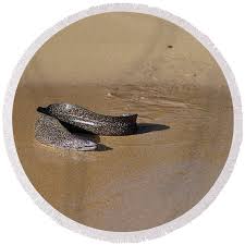 Image result for Gymnothorax moringa