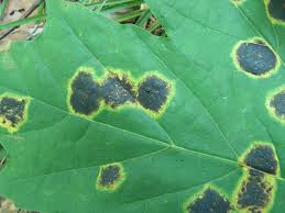 Attēlu rezultāti vaicājumam “Rhytisma acerinum”