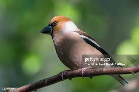 Attēlu rezultāti vaicājumam “Coccothraustes coccothraustes adult”