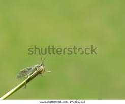 Attēlu rezultāti vaicājumam “Bucculatricidae”