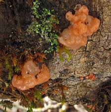 Attēlu rezultāti vaicājumam “Craterocolla cerasi”