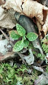 Attēlu rezultāti vaicājumam “Goodyera repens leaf”