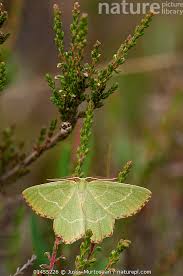 Attēlu rezultāti vaicājumam “Thalera fimbrialis”