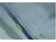 Attēlu rezultāti vaicājumam “Edwardsiana geometrica”