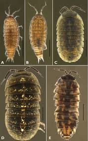Attēlu rezultāti vaicājumam “Ligidium hypnorum”