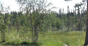 Attēlu rezultāti vaicājumam “Hamatocaulis lapponicus”