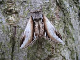 Attēlu rezultāti vaicājumam “Pheosia gnoma male”