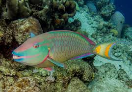 Image result for Sparisoma viride