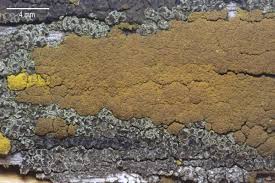 Attēlu rezultāti vaicājumam “Candelariella sp.”