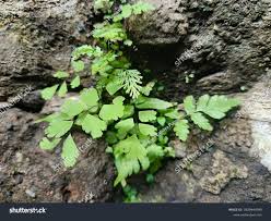 Attēlu rezultāti vaicājumam “Asplenium ruta-muraria”