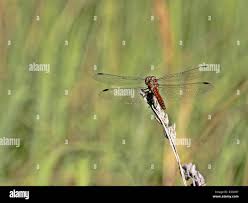 Attēlu rezultāti vaicājumam “Sympetrum vulgatum female”