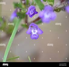 Attēlu rezultāti vaicājumam “Acinos arvensis leaf”