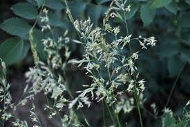 Attēlu rezultāti vaicājumam “Poa trivialis flower”