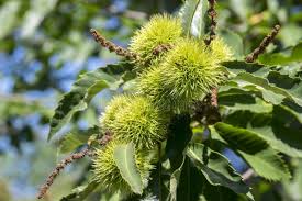 Attēlu rezultāti vaicājumam “Castanea sativa  leaf”