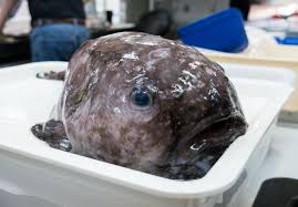 Image result for blobfish