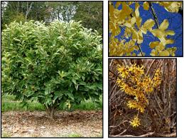 Attēlu rezultāti vaicājumam “Hamamelis vernalis”