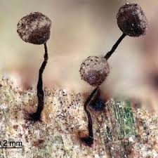 Attēlu rezultāti vaicājumam “Cribraria martinii spores”