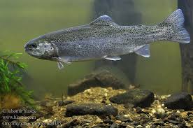 Image result for Oncorhynchus mykiss