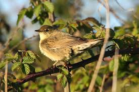 Image result for Locustella naevia