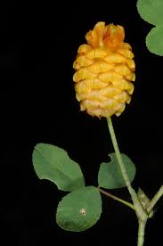 Attēlu rezultāti vaicājumam “Trifolium aureum flower”