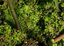 Attēlu rezultāti vaicājumam “Riccia”