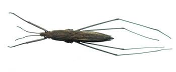 Attēlu rezultāti vaicājumam “Aquarius najas”