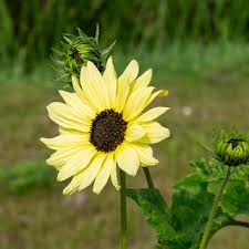 Image result for Sonnenblume