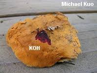 Attēlu rezultāti vaicājumam “Pycnoporellus alboluteus”