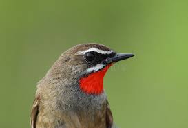 Image result for Luscinia calliope