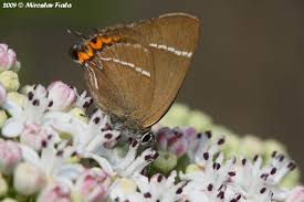 Attēlu rezultāti vaicājumam “Satyrium w-album”