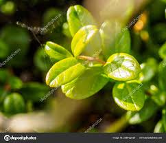 Attēlu rezultāti vaicājumam “Vaccinium vitis-idaea leaf”