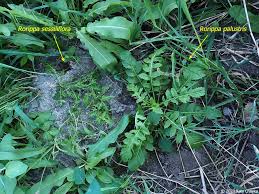 Attēlu rezultāti vaicājumam “Rorippa palustris leaf”