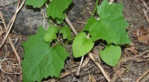 Attēlu rezultāti vaicājumam “Bryonia alba leaf”