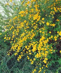 Image result for Helichrysum subulifolium