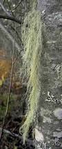 Attēlu rezultāti vaicājumam “Usnea filipendula”