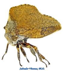 Attēlu rezultāti vaicājumam “Membracidae”