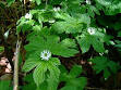 Goldenseal - Wikipedia, the free encyclopedia