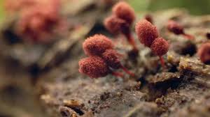 Attēlu rezultāti vaicājumam “Arcyria denudata macro”