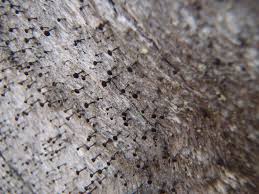 Attēlu rezultāti vaicājumam “Calicium salicinum”