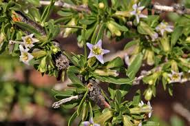 Attēlu rezultāti vaicājumam “Lycogala botrydium macro”