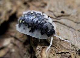 Attēlu rezultāti vaicājumam “Oniscus asellus”