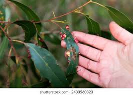 Attēlu rezultāti vaicājumam “Pontania proxima”